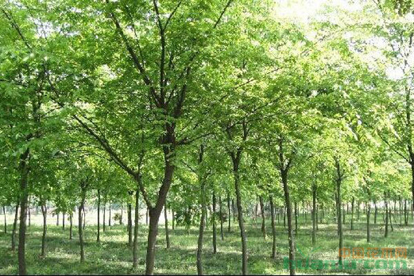 苗木種植避坑指南 拒絕跟風，差異化才是王道