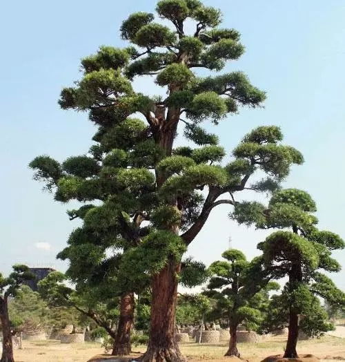 這10種高端苗木品種，你家苗圃種了嗎？