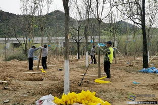 北京興延高速昌平段完成6600畝樹木栽植，構筑京北綠色生態走廊
