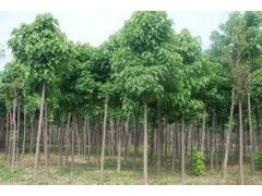 河南省太康縣國新苗木種植專業合作社 優質速生楸樹，規格齊全，大量供應