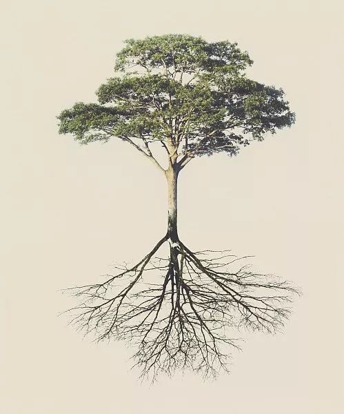 綠化苗木移植過程中土球散了怎么辦？