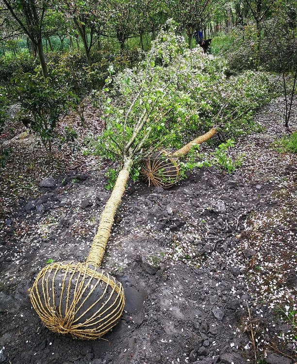 成都西府海棠種植基地 供應北美海棠，直發全國工程景觀