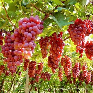 葡萄樹苗南方北方種植耐寒葡萄苗樹廠家